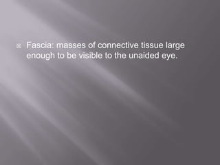  Fascia: masses of connective tissue large
enough to be visible to the unaided eye.
 