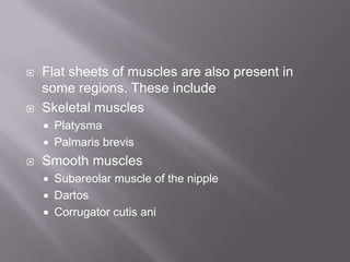 Flat sheets of muscles are also present in
some regions. These include
 Skeletal muscles
 Platysma
 Palmaris brevis
 Smooth muscles
 Subareolar muscle of the nipple
 Dartos
 Corrugator cutis ani
 