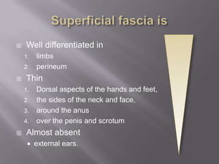  Well differentiated in
1. limbs
2. perineum
 Thin
1. Dorsal aspects of the hands and feet,
2. the sides of the neck and face,
3. around the anus
4. over the penis and scrotum
 Almost absent
 external ears.
 