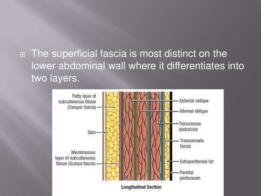 Superficial & deep fascia
