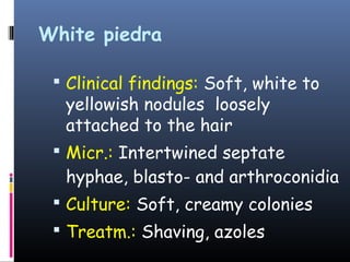 White piedra

  Clinical findings: Soft, white to
  yellowish nodules loosely
  attached to the hair
  Micr.: Intertwined septate
  hyphae, blasto- and arthroconidia
  Culture: Soft, creamy colonies
  Treatm.: Shaving, azoles
 