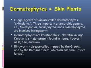 Dermatophytes = Skin Plants

 Fungal agents of skin are called dermatophytes -
  "skin plants". Three important anamorphic genera,
  i.e., Microsporum, Trichophyton, and Epidermophyton
  are involved in ringworm.
 Dermatophytes are keratinophilic - "keratin loving".
  Keratin is a major protein found in horns, hooves,
  nails, hair, and skin.
 Ringworm - disease called ‘herpes' by the Greeks,
  and by the Romans ‘tinea' (which means small insect
  larvae).
 