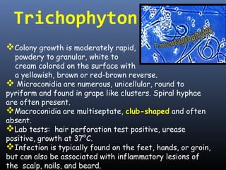 Trichophyton
Colony growth is moderately rapid,
  powdery to granular, white to
  cream colored on the surface with
  a yellowish, brown or red-brown reverse.
 Microconidia are numerous, unicellular, round to
pyriform and found in grape like clusters. Spiral hyphae
are often present.
Macroconidia are multiseptate, club-shaped and often
absent.
Lab tests: hair perforation test positive, urease
positive, growth at 37°C.
Infection is typically found on the feet, hands, or groin,
but can also be associated with inflammatory lesions of
the scalp, nails, and beard.
 