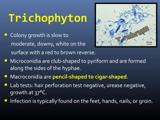 Trichophyton
 Colony growth is slow to
     moderate, downy, white on the
     surface with a red to brown reverse.
   Microconidia are club-shaped to pyriform and are formed
    along the sides of the hyphae.
   Macroconidia are pencil-shaped to cigar-shaped.
   Lab tests: hair perforation test negative, urease negative,
    growth at 37°C.
   Infection is typically found on the feet, hands, nails, or groin.
 