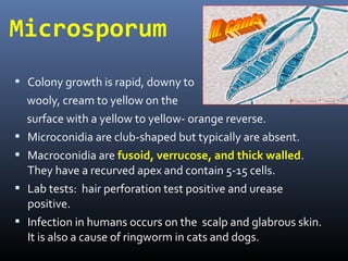 Microsporum
 Colony growth is rapid, downy to
    wooly, cream to yellow on the
    surface with a yellow to yellow- orange reverse.
   Microconidia are club-shaped but typically are absent.
   Macroconidia are fusoid, verrucose, and thick walled.
    They have a recurved apex and contain 5-15 cells.
   Lab tests: hair perforation test positive and urease
    positive.
   Infection in humans occurs on the scalp and glabrous skin.
    It is also a cause of ringworm in cats and dogs.
 
