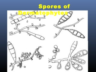 Spores of
Dermatophytes
 