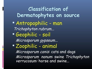 Classification of
  Dermatophytes on source
 Antropophilic - man
Trichophyton rubrum...
 Geophilic - soil
 Microsporum gypseum...
 Zoophilic - animal
 Microsporum canis: cats and dogs
 Microsporum nanum: swine Trichophyton
 verrucosum: horse and swine…
 