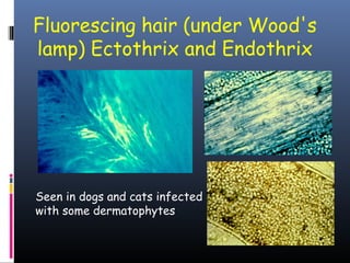 Fluorescing hair (under Wood's
lamp) Ectothrix and Endothrix




Seen in dogs and cats infected
with some dermatophytes
 