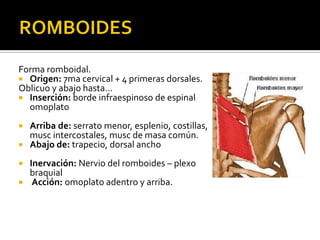 Superficiales. cervical dorsal lumbar | PPT