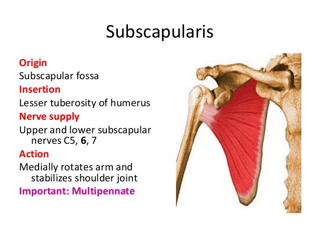 Superficial muscles of back