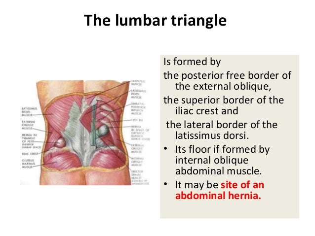 Superficial muscles of back