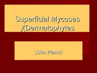 Superficial MycosesSuperficial Mycoses
(Dermatophytes(Dermatophytes((
))Skin PlantsSkin Plants((
 