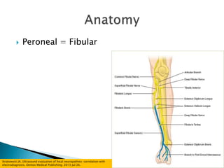  Peroneal = Fibular
Strakowski JA. Ultrasound evaluation of focal neuropathies: correlation with
electrodiagnosis. Demos Medical Publishing; 2013 Jul 26.
 