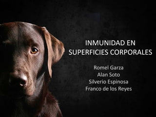 INMUNIDAD EN 
SUPERFICIES CORPORALES 
Romel Garza 
Alan Soto 
Silverio Espinosa 
Franco de los Reyes 
 