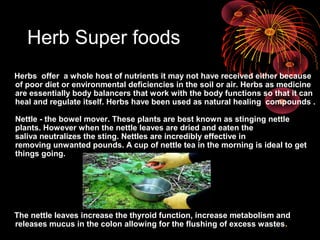 Herb Super foods
Herbs offer a whole host of nutrients it may not have received either because
of poor diet or environmental deficiencies in the soil or air. Herbs as medicine
are essentially body balancers that work with the body functions so that it can
heal and regulate itself. Herbs have been used as natural healing compounds .
Nettle - the bowel mover. These plants are best known as stinging nettle
plants. However when the nettle leaves are dried and eaten the
saliva neutralizes the sting. Nettles are incredibly effective in
removing unwanted pounds. A cup of nettle tea in the morning is ideal to get
things going.
The nettle leaves increase the thyroid function, increase metabolism and
releases mucus in the colon allowing for the flushing of excess wastes.
 
