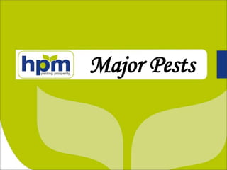 Major Pests
 