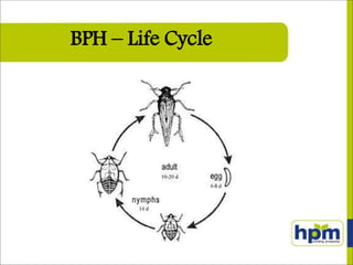 BPH – Life Cycle
 