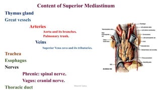 Superior and inferior mediastinum | PPT