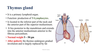 Superior and inferior mediastinum | PPT