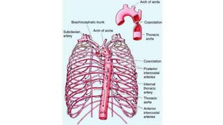 Superior and inferior mediastinum | PPT