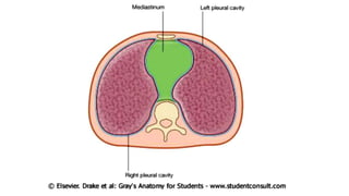 Superior and inferior mediastinum | PPT