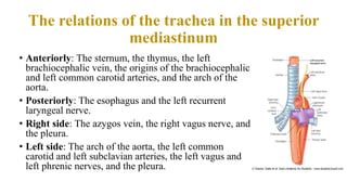 Superior and inferior mediastinum | PPT
