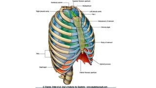 Superior and inferior mediastinum | PPT