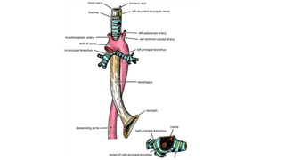 Superior and inferior mediastinum | PPT
