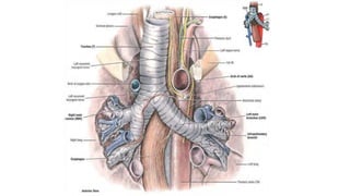 Superior and inferior mediastinum | PPT