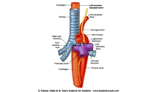 Superior and inferior mediastinum | PPT