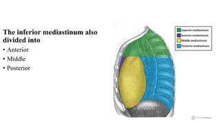 Superior and inferior mediastinum | PPT
