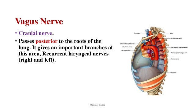 Superior and inferior mediastinum