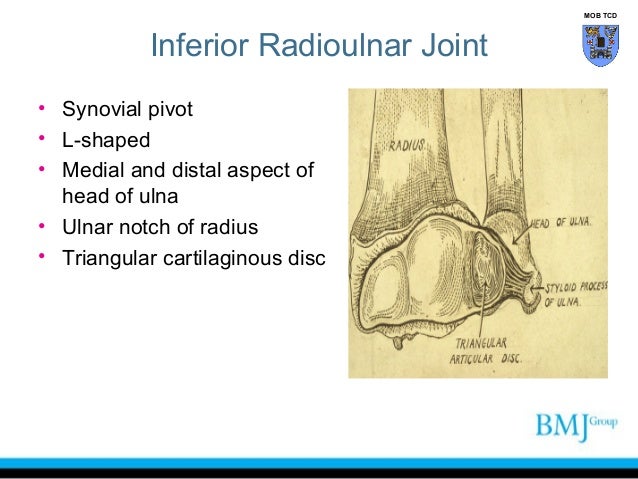 anatomy of superior and inferior radioulnar joint radioulnar joint