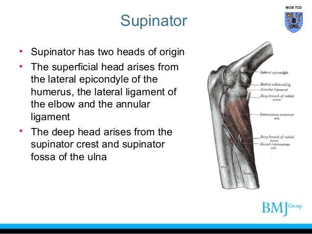 anatomy of superior and inferior radioulnar joint radioulnar joint