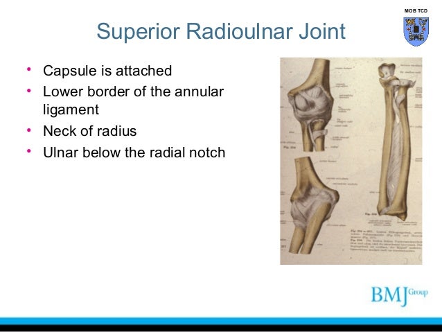 anatomy of superior and inferior radioulnar joint radioulnar joint