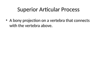 Bonye Process Understanding the Superior Articular Process: Structure and Function in ...