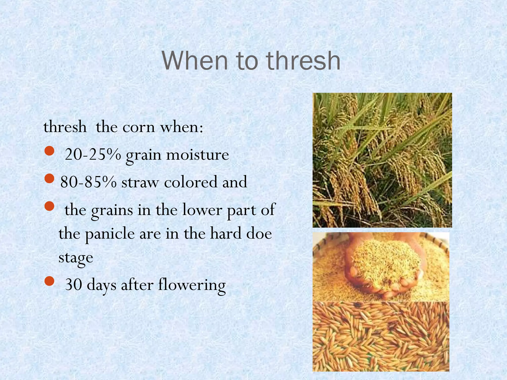 When to thresh
thresh the corn when:
 20-25% grain moisture
80-85% straw colored and
 the grains in the lower part of
the panicle are in the hard doe
stage
 30 days after flowering

 