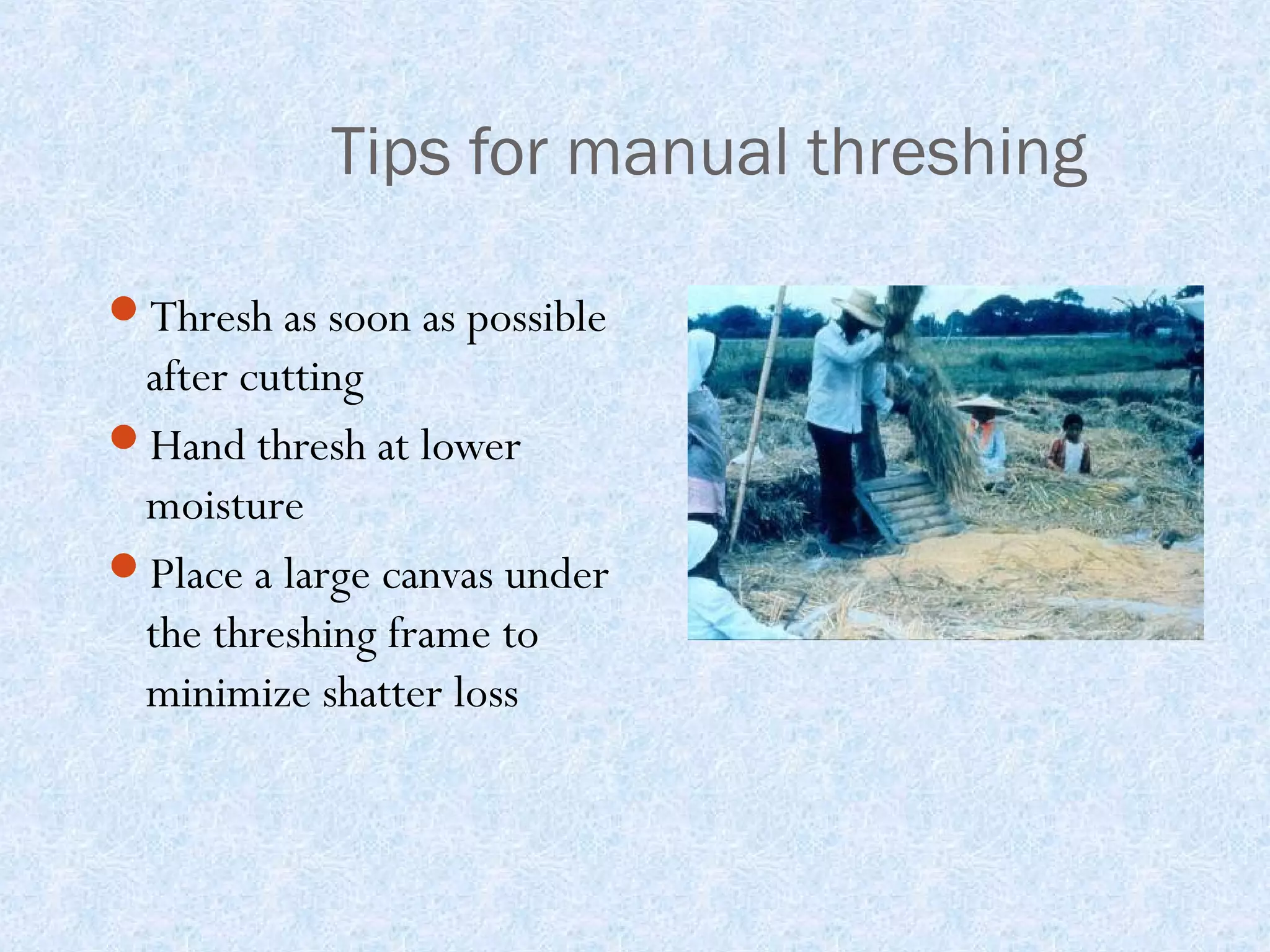 Tips for manual threshing
Thresh as soon as possible

after cutting
Hand thresh at lower
moisture
Place a large canvas under
the threshing frame to
minimize shatter loss

 