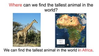 Where can we find the tallest animal in the
world?
We can find the tallest animal in the world in Africa.
 