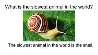 What is the slowest animal in the world?
The slowest animal in the world is the snail.
 