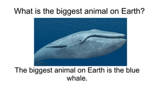 What is the biggest animal on Earth?
The biggest animal on Earth is the blue
whale.
 
