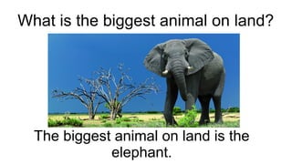 What is the biggest animal on land?
The biggest animal on land is the
elephant.
 
