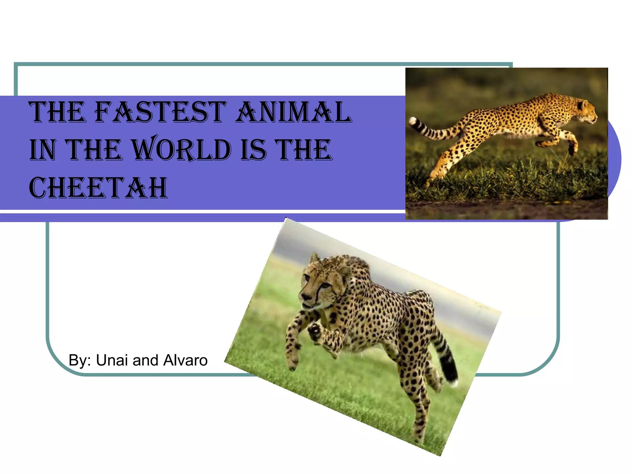 The fasTesT animal
in The world is The
cheeTah




  By: Unai and Alvaro
 