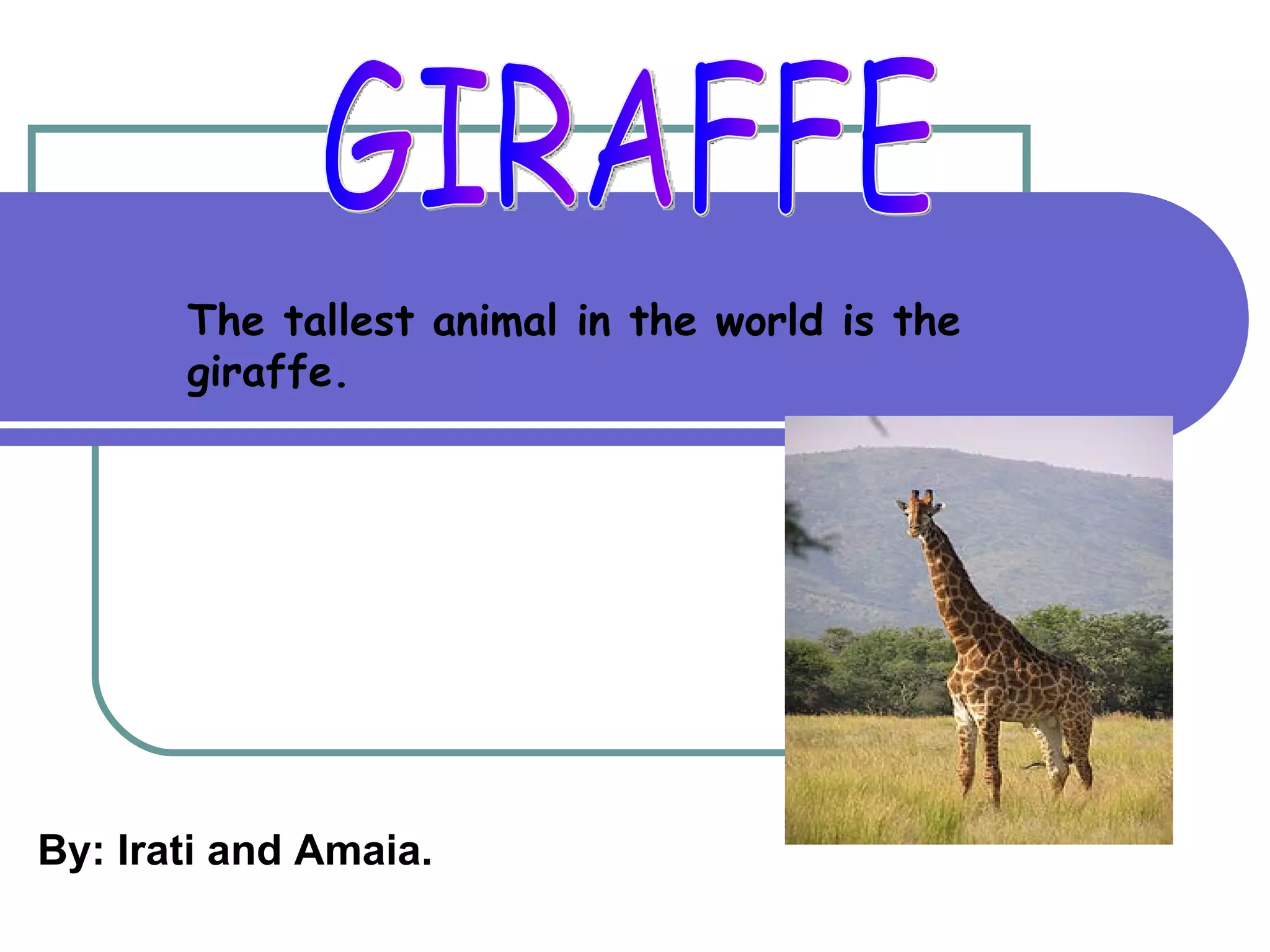 The tallest animal in the world is the
       giraffe.




By: Irati and Amaia.
 