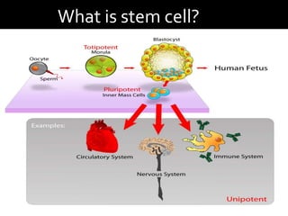 What is stem cell?
 