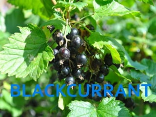 BLACKCURRANT
 