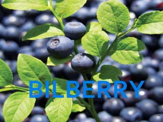 BILBERRY
 