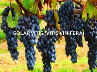 SOLARVITIS (VITISVINIFERA)
 