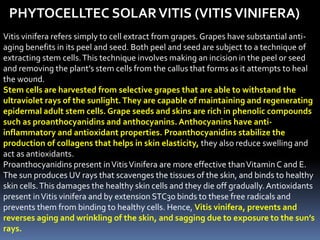 PHYTOCELLTEC SOLARVITIS (VITISVINIFERA)
Vitis vinifera refers simply to cell extract from grapes.Grapes have substantial anti-
aging benefits in its peel and seed. Both peel and seed are subject to a technique of
extracting stem cells.This technique involves making an incision in the peel or seed
and removing the plant’s stem cells from the callus that forms as it attempts to heal
the wound.
Stem cells are harvested from selective grapes that are able to withstand the
ultraviolet rays of the sunlight.They are capable of maintaining and regenerating
epidermal adult stem cells. Grape seeds and skins are rich in phenolic compounds
such as proanthocyanidins and anthocyanins. Anthocyanins have anti-
inflammatory and antioxidant properties. Proanthocyanidins stabilize the
production of collagens that helps in skin elasticity, they also reduce swelling and
act as antioxidants.
Proanthocyanidins present inVitisVinifera are more effective thanVitamin C and E.
The sun produces UV rays that scavenges the tissues of the skin, and binds to healthy
skin cells.This damages the healthy skin cells and they die off gradually.Antioxidants
present inVitis vinifera and by extension STC30 binds to these free radicals and
prevents them from binding to healthy cells. Hence, Vitis vinifera, prevents and
reverses aging and wrinkling of the skin, and sagging due to exposure to the sun’s
rays.
 