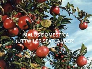 MALUS DOMESTICA
(UTTWILER SPATLAUBER)
 